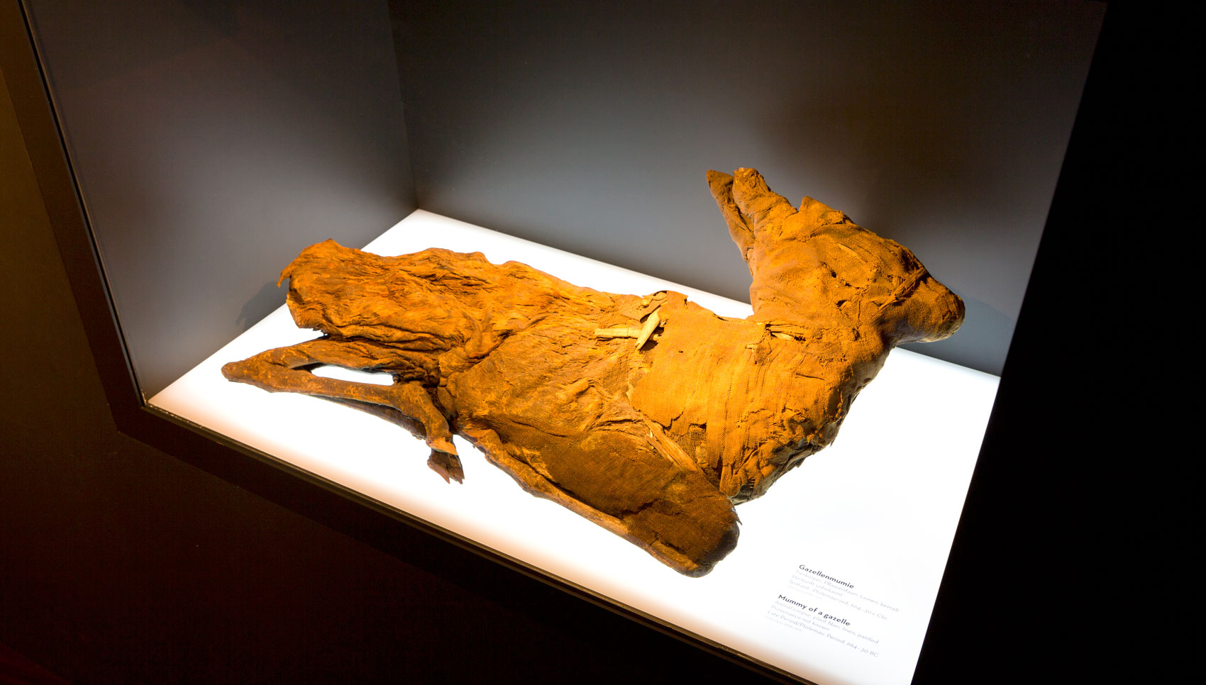 Exponat "Gazellenmumie"