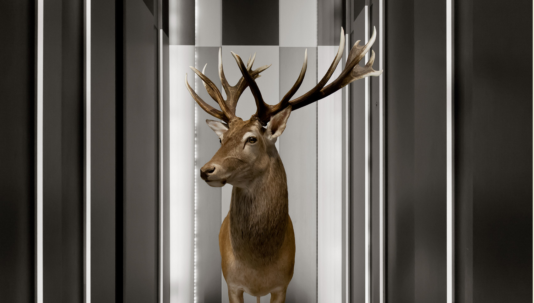 Ausgestopfter Hirsch in einem schwarz-weißen Raum