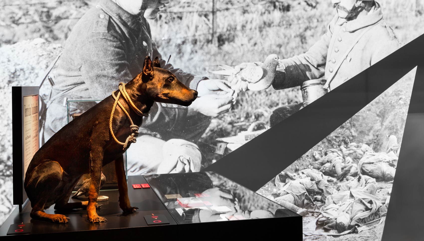 Nahaufnahme Exponat Hund