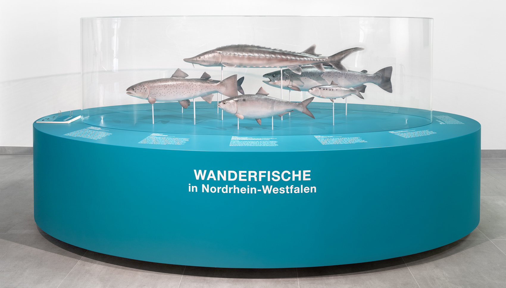 Große, runde Vitrine mit ausgestellten Wanderfischen
