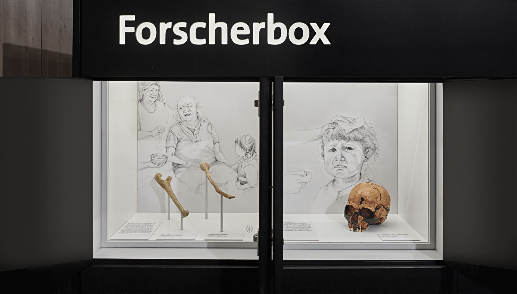 Ausschnitt einer schwarze Ausstellungsvitrine mit verschiedenen Exponaten z. B. Schädelknochen