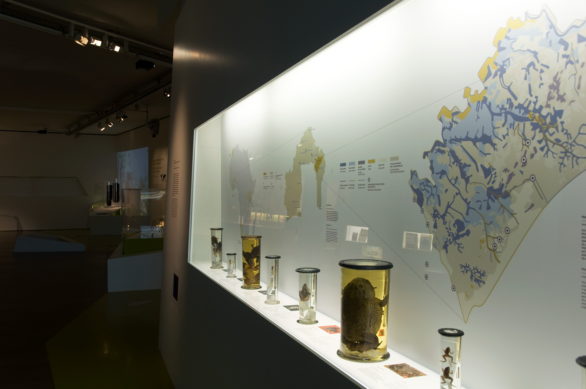Wandvitrine mit verschiedenen Präparaten und konservierten Fröschen