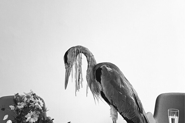 Titelbild "versammelt". ausgestopfter Kranich der auf einem Tisch steht.